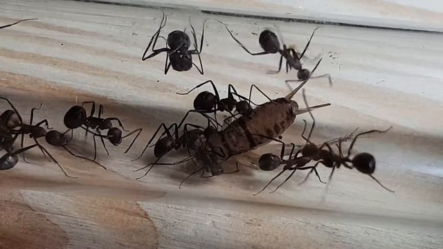 🐜 Camponotus nicobarensis vs. Świerszcz [Tydzień 6]