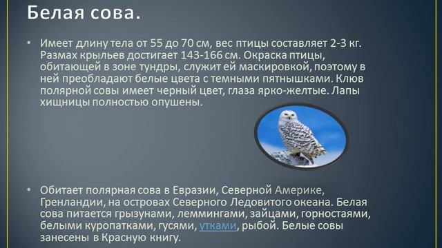 Что вам необходимо знать о совах.