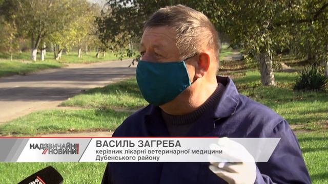 Нашестя скажених лисиць на Рівненщині: у селах на два місяці ввели карантин