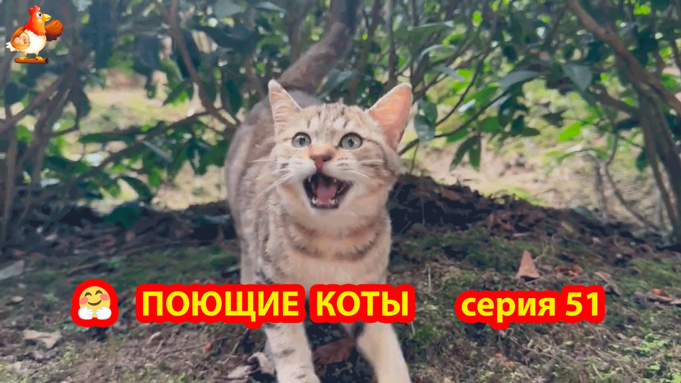 Крутые коты у птичьего двора серия (51) 🐈🐈⬛😹 Природа Абхазии и подворье с птицами и животными ❣️