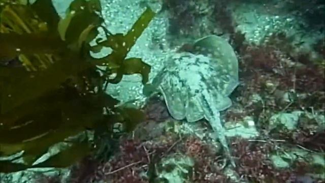 Scuba - Stingray Special