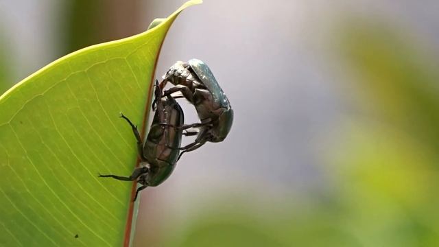 Protaetia cuprea, apareamiento