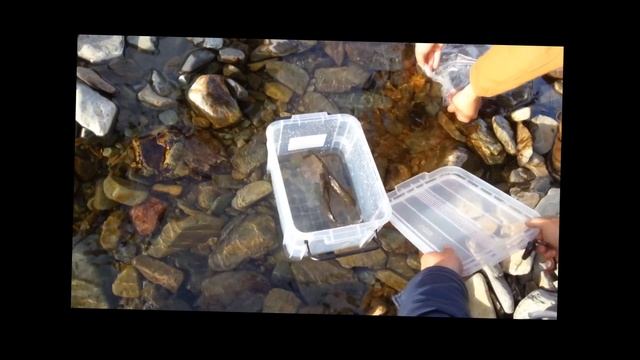 Rescue Grayling !!!! In mongolia Save the fish Catch&Release #taimen