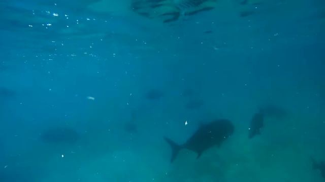 Jack Fish
