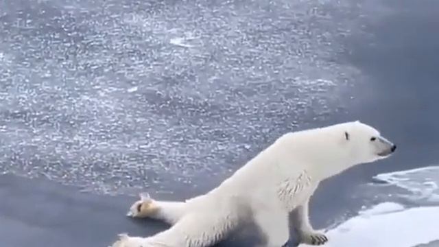 Smart bear knows laws of physics