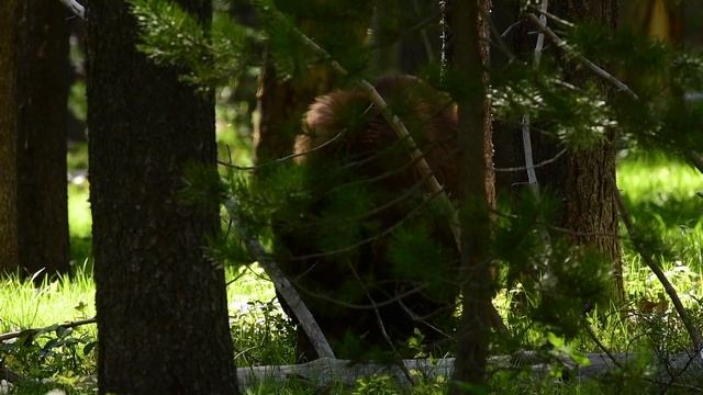 Baby Bear Cubs Boxing | Baby Bison | Teton National Park | Nikon D850 Wildlife Photography