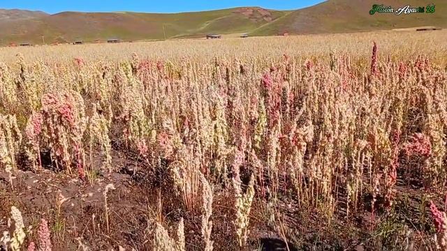 CÓMO CRECE LA CULTIVO DE QUINUA EN SORANI AYAVIRI MELGAR PUNO