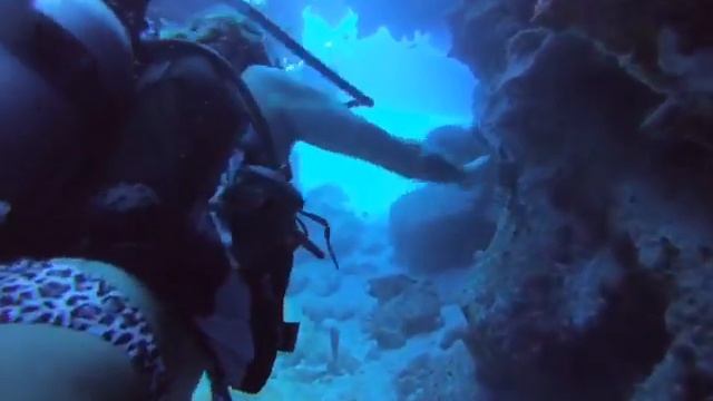 Scuba Diving Grand Cayman Nurse Shark