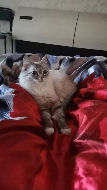 #кошка#Ханти#Любимица семьи