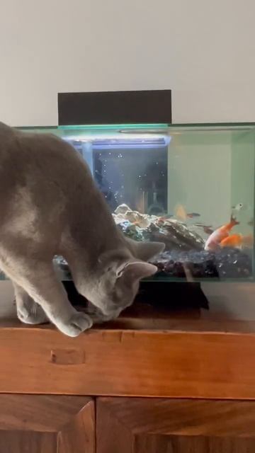 Hey! Fellow fish goldfish… do not worry about a cat.