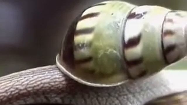 Snail of Borneo