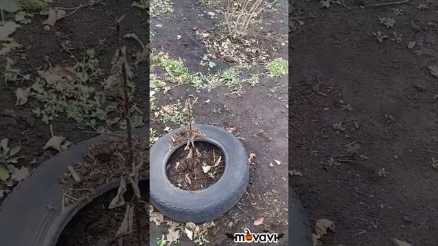 Дела огородные.Подготовка сада и огорода к зимовке.