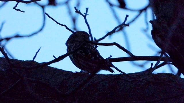 Sýček obecný (Athene noctua),Steinkauz,Little owl