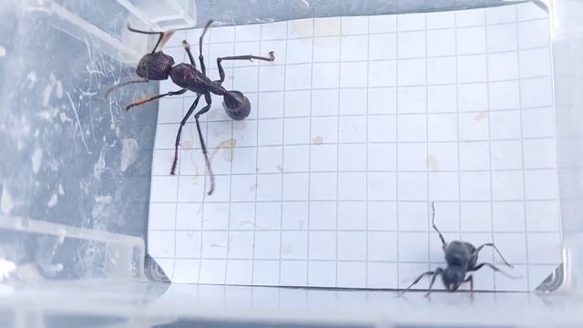 Messor arenarius (Israel) vs Paraponera clavata (Ecuador) 05.08.2023