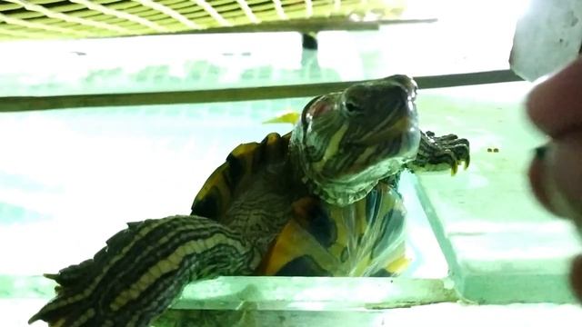 RED EARED SLIDER TURTLE BANNED? | How To Keep A TURTLE | DO'S & DON'TS (IN BENGALI)