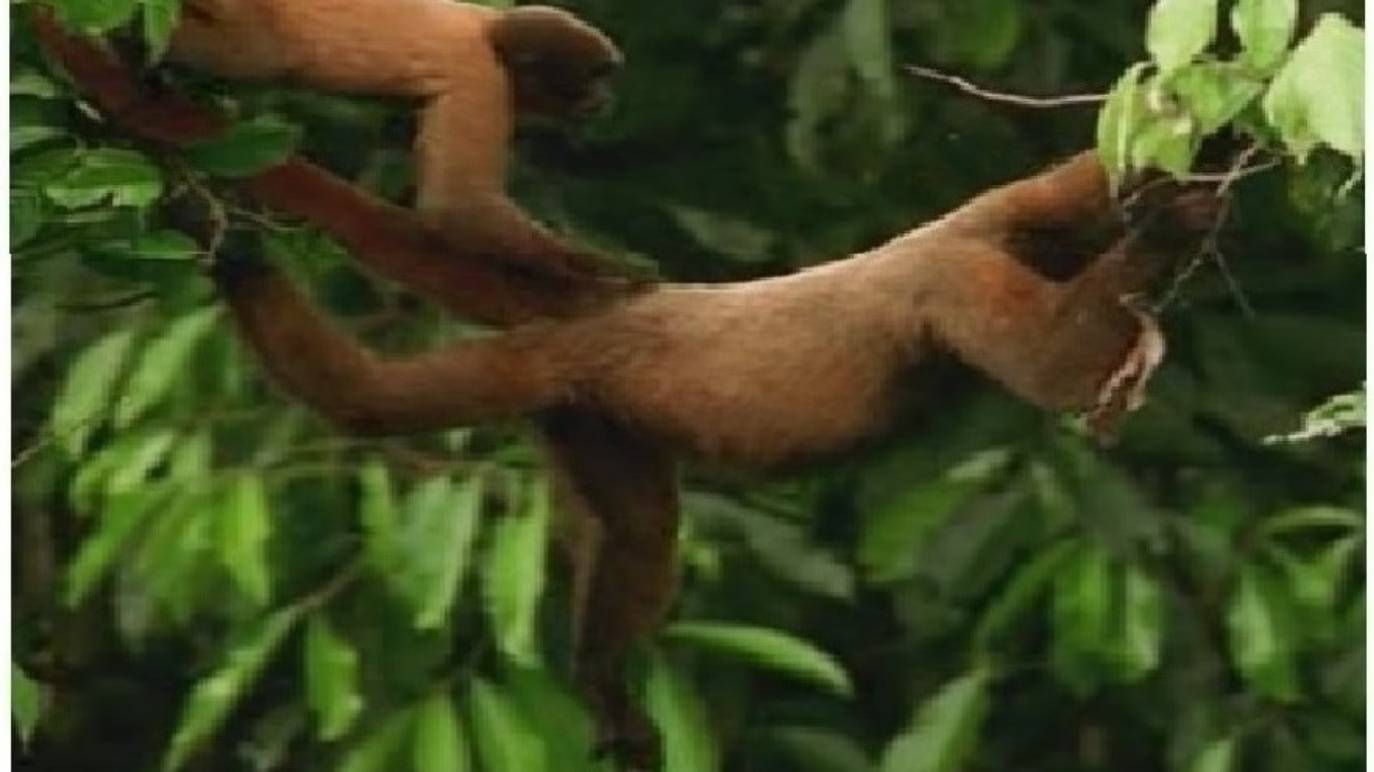 3.1.0 Алгоритмы тенденций поведения Забота о детях Коала Панда Осы Термиты Лягушка стрела