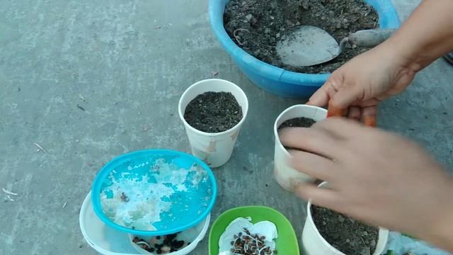 বীজ এর জারমিনেসন করে চারা উৎপাদন প্রক্রিয়া | How to germinate seeds and grow plants - Mita's G & V