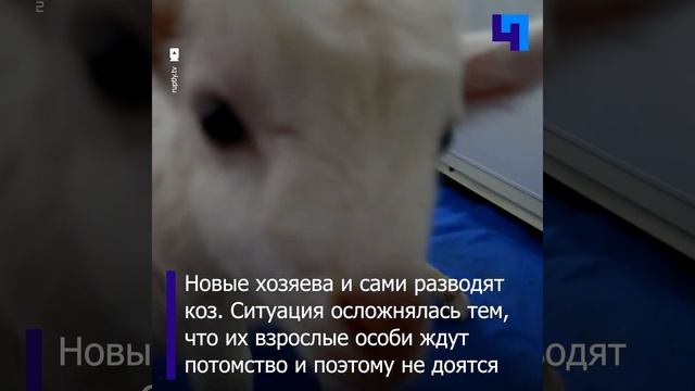 В Челябинской области семья приютила трех козлят из мусорки