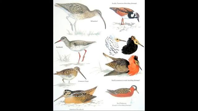 The Holy Book QURAN about Bar Tailed Godwit   Longest Migrate Birds in the WORLD..!!