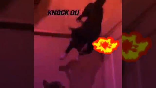 Katze knock-out Hund gif