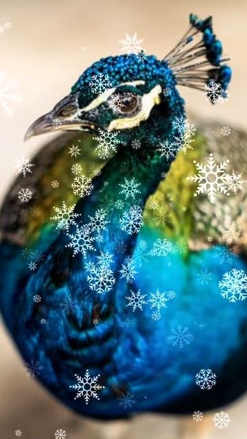 peacock photoshoot,peacock photos images #shorts #youtubeislife #newvideo