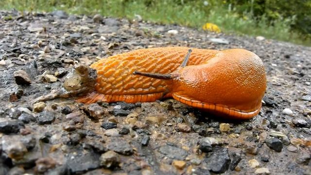 Rote Wegschnecke (Arion rufus)    © Lothar Lenz