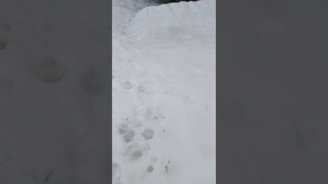 29 января