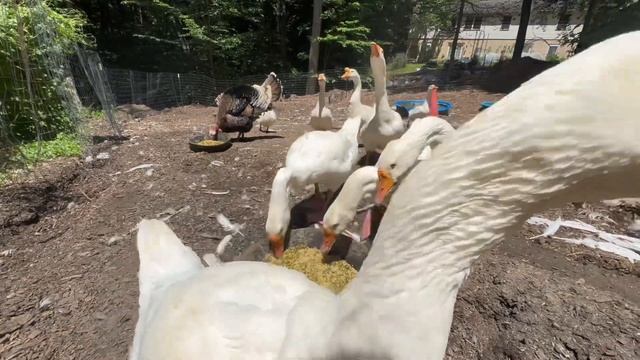 Turkey Lurkey’s In A Good Mood, Henry Goose Was Spicy & Emu Sam Gets Chin Rubs | Farm Sanctuary Vlo