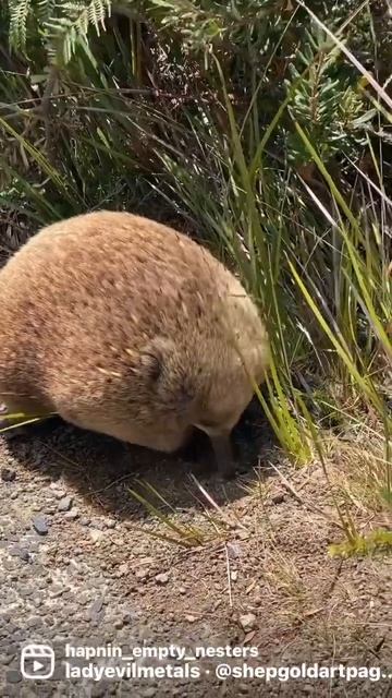 Is this the FATTEST Echidna you have ever seen? #travelaustralia