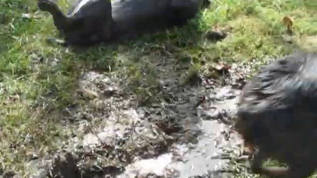 Dirty Dogs 2