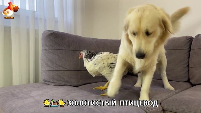 Щенок с цыплятами и утятами 🐤🦆🐶 Золотистый ретривер птицевод ❣️🥰😂 (39)