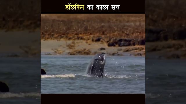 Dolphin कितना 🐬😱खतरनाक भी होता है देख लो |The dark side of dolphin - aviswasniya world #shorts