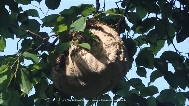 Vespeiro Jardim Botânico-SP-Brasil 11 12 2018 Antonio Silveira