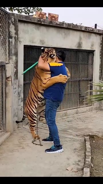 Hug with big tiger 🐅 #shorts