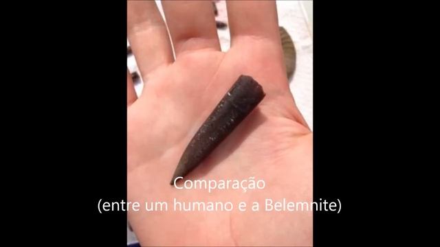 Belemnite Maria e ana rita