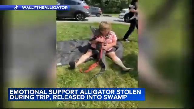 Emotional support alligator 'Wally' was stolen during vacation, released into swamp, owner says