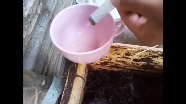 MENYEDUT MADU GENIOTRIGONA THORACICA | HARVESTING HONEY