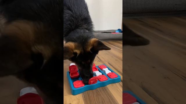 German Shepherd completes puzzle *amazon finds