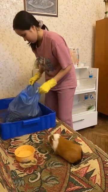 Part 2: уборка у Чино  😍 #guineapig #cleaning #морскаясвинка #cozy