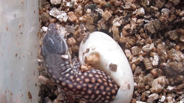 First hatchling of Varanus acanthurus 2019 "Zakharov reptiles"