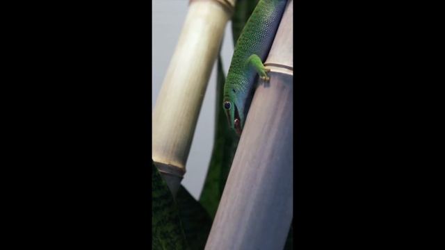 Phelsuma grandis (Giant Day Gecko) juvenile taking superworm