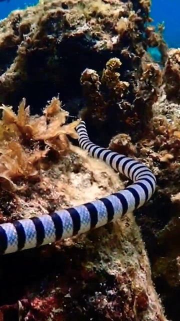 This is The Banded Sea Snake Everyone is Talking About #shorts #short #shortsfeed #snake snak