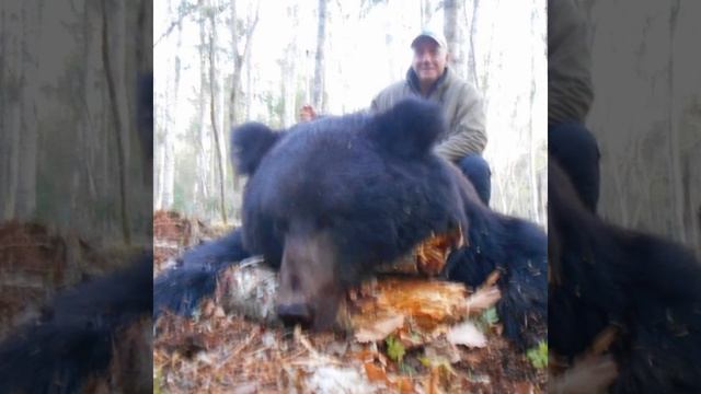 Amur bear on the bait with Sergeyoutfitter