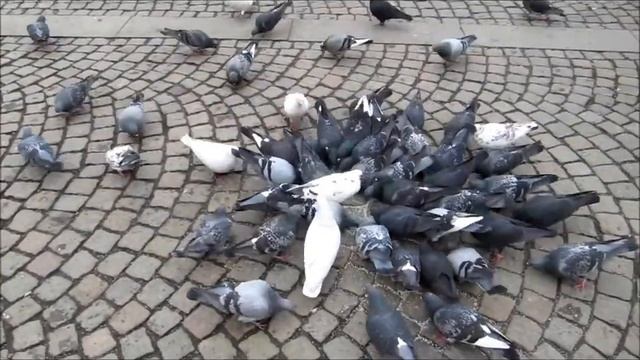 doa TV - Chester Drawers stops to talk to birds on his way to his therapist