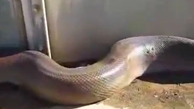 Yeah ... that's an anaconda .... Да...вот это анаконда....