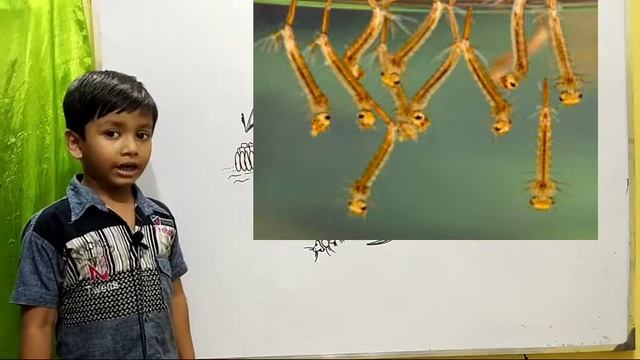 Mosquito Life Cycle || Life Cycle of a Mosquito in english ,learn with Sourish on TUPTAP Channel.