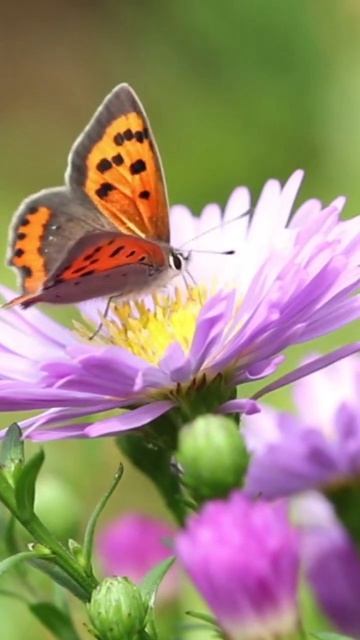 Relaxing Music 🎶 #shortsvideo #shortsfeed #shortvideo #subscribe #relaxing #music #nature #birds