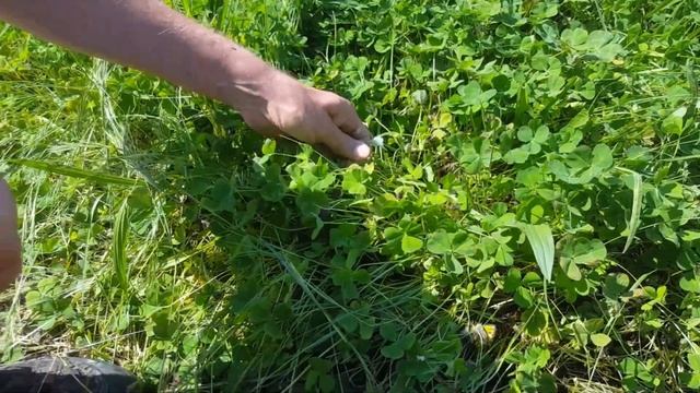 La cicadelle écumeuse - Crachat de coucou... D'où provient cette mousse à la base de mes plantes???