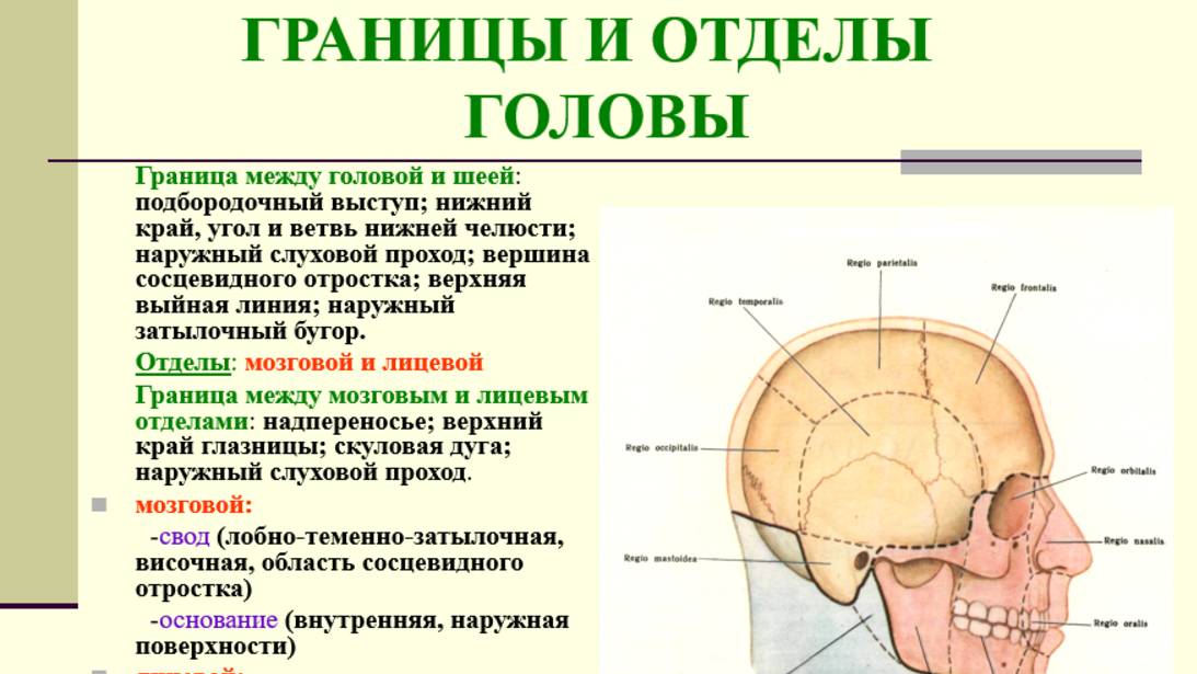 Голова - топографическая анатомия и оперативная хирургия