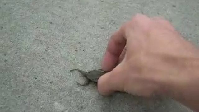 Giant Water Bug